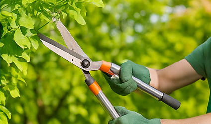 Potature e abbattimento alberi in sicurezza