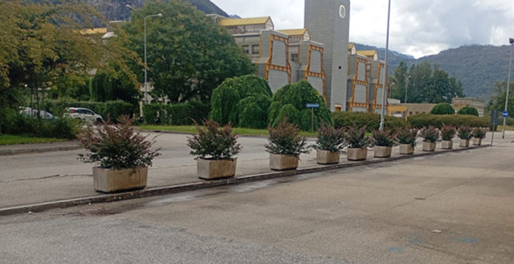 Potatura piante e alberature in abitazione privata a Gallarate