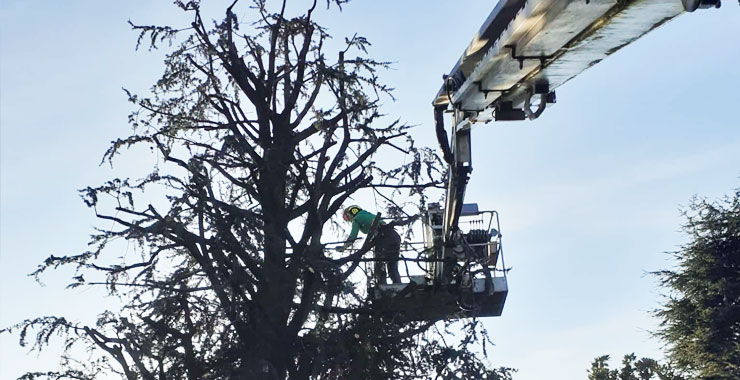 Potatura alberi ad alto fusto con piattaforma aerea a Novara