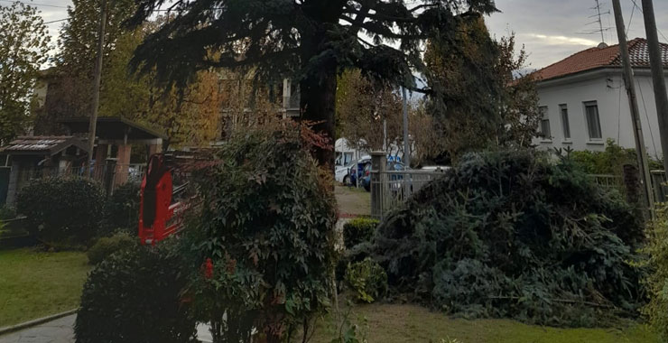 Potatura alberi ornamentali in giardino privato a Novara