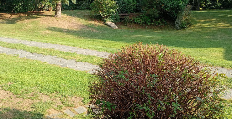 Potatura piante e alberature in abitazione privata a Gallarate