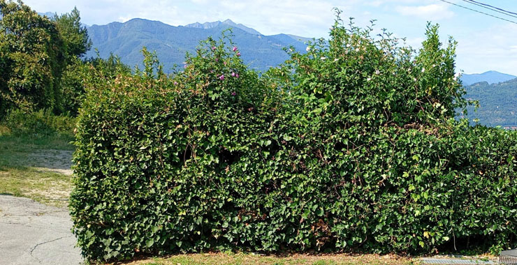 Stato del giardino a Gallarate prima del taglio siepi